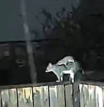 Moon over the backyard at night