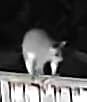 Good possum ROI 3